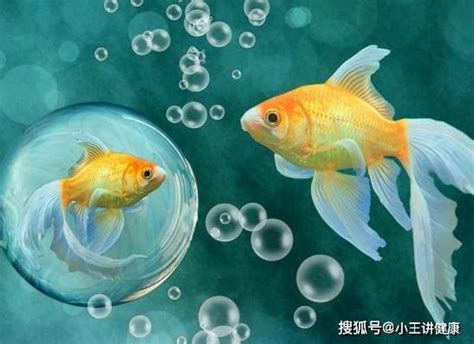 那種魚最好養|養魚零失敗的秘密